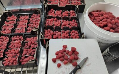 Travail des framboises et des fraises à la Fontaine à Confiture
