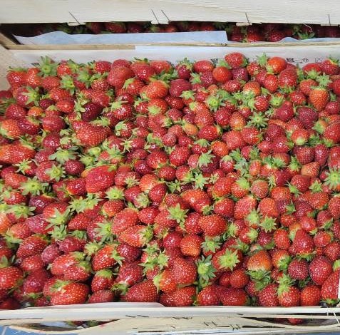 Fraises 1