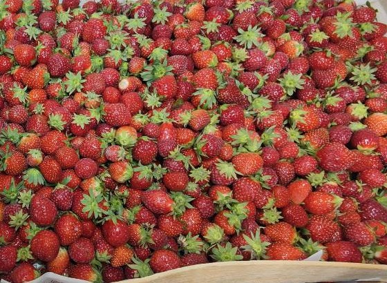 Fraises 2