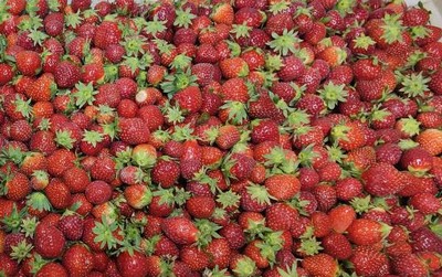 Les dernières fraises de la saison